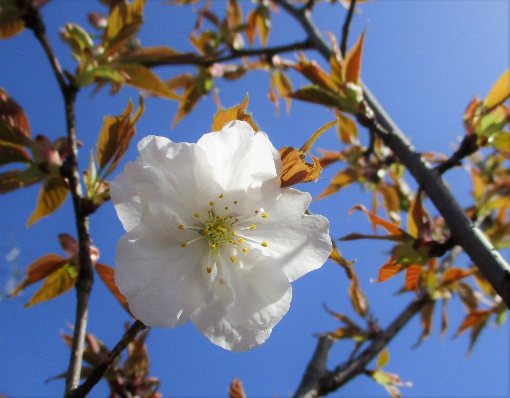 御室仁和寺駅の「御室桜」が開花しました。